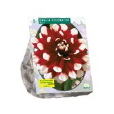 Baltus Dahlia Decoratief Duet per 1