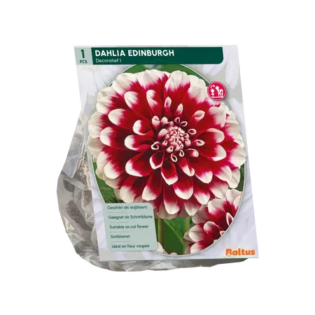 Baltus Dahlia Decoratief Edinburgh per 1