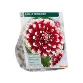 Baltus Dahlia Decoratief Edinburgh per 1