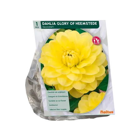 Baltus Dahlia Decoratief Glory of Heemstede per 1