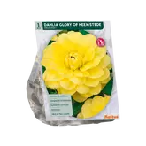 Baltus Dahlia Decoratief Glory of Heemstede per 1