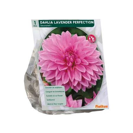 Baltus Dahlia Decoratief Lavender Perfection per 1
