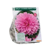 Baltus Dahlia Decoratief Lavender Perfection per 1