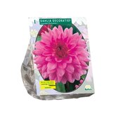 Baltus Dahlia Decoratief Lavender Perfection per 1