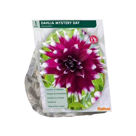 Baltus Dahlia Decoratief Mistery Day per 1