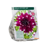 Baltus Dahlia Decoratief Mistery Day per 1