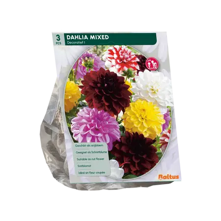 Baltus Dahlia Decoratief Mixed per 3