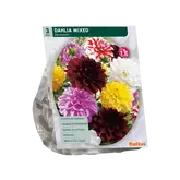 Baltus Dahlia Decoratief Mixed per 3
