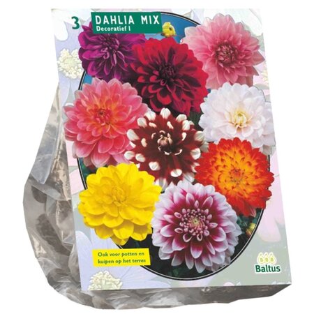 Baltus Dahlia Decoratief Mixed per 3