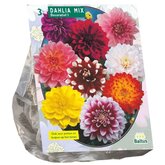 Baltus Dahlia Decoratief Mixed per 3