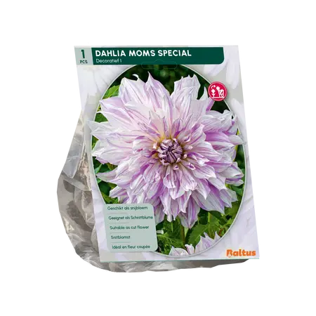 Baltus Dahlia Decoratief Mom's Special per 1