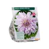 Baltus Dahlia Decoratief Mom's Special per 1