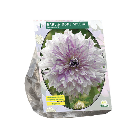 Baltus Dahlia Decoratief Mom's Special per 1
