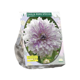 Baltus Dahlia Decoratief Mom's Special per 1