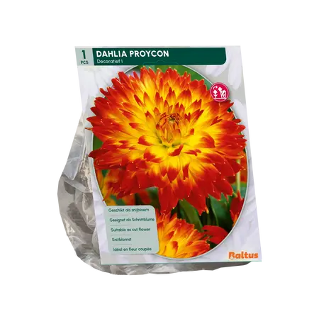 Baltus Dahlia Decoratief Proycon per 1
