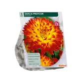 Baltus Dahlia Decoratief Proycon per 1