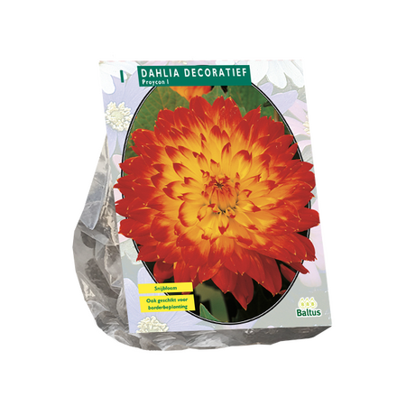 Baltus Dahlia Decoratief Proycon per 1