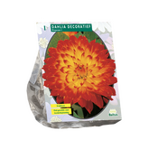 Baltus Dahlia Decoratief Proycon per 1