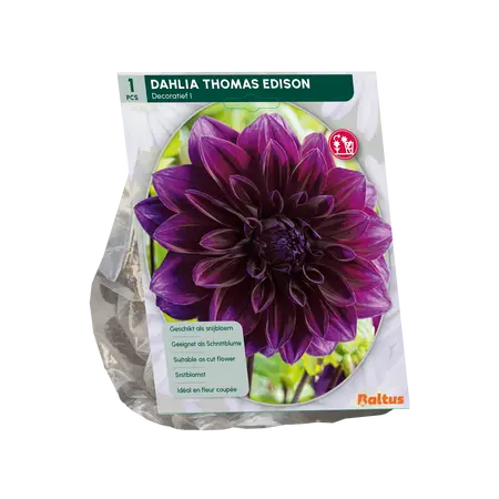 Baltus Dahlia Decoratief Thomas Edison per 1