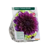 Baltus Dahlia Decoratief Thomas Edison per 1