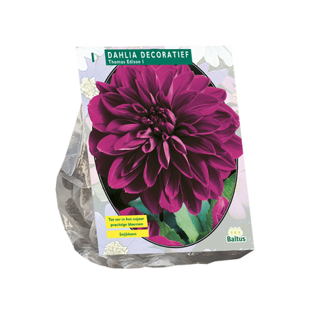 Baltus Dahlia Decoratief Thomas Edison per 1