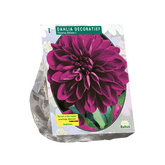 Baltus Dahlia Decoratief Thomas Edison per 1