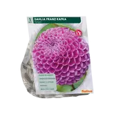 Baltus Dahlia Franz Kafka per 1