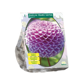 Baltus Dahlia Franz Kafka per 1