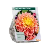 Baltus Dahlia Fubiki Kogane per 1