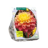 Baltus Dahlia Fubiki Kogane per 1