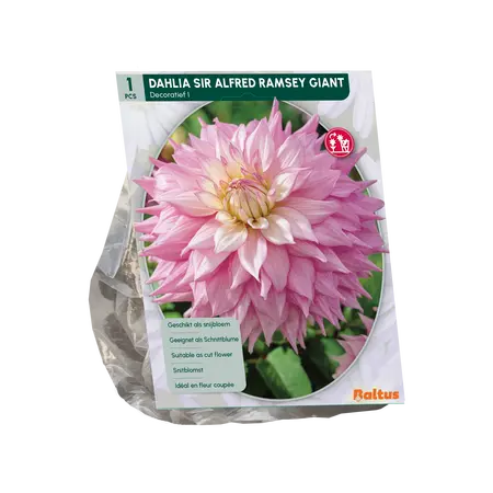 Baltus Dahlia Giant Dec. Sir Alfred Ramsey per 1