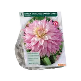 Baltus Dahlia Giant Dec. Sir Alfred Ramsey per 1