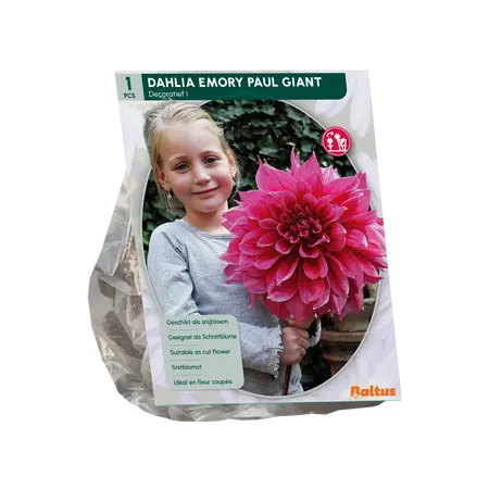 Baltus Dahlia Giant Decoratief Emory Paul (SUPER) per 1