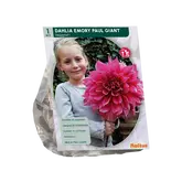 Baltus Dahlia Giant Decoratief Emory Paul (SUPER) per 1