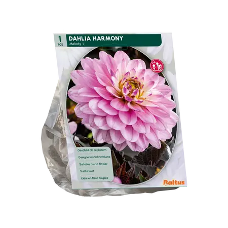 Baltus Dahlia Harmony per 1