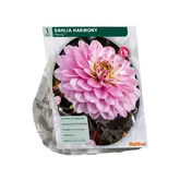 Baltus Dahlia Harmony per 1