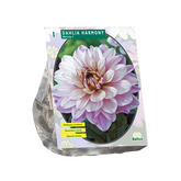Baltus Dahlia Harmony per 1