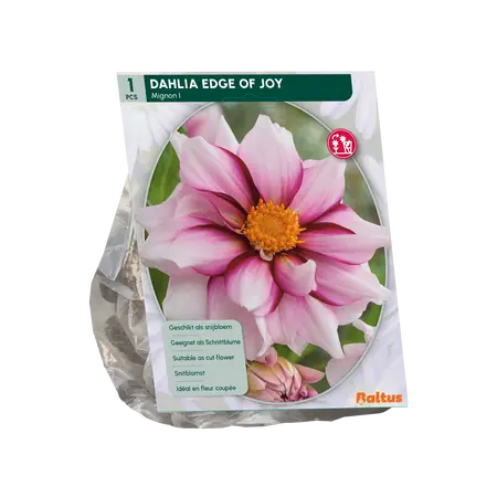 Baltus Dahlia Mignon Edge of joy per 1