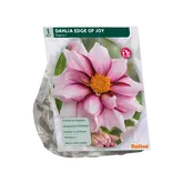 Baltus Dahlia Mignon Edge of joy per 1