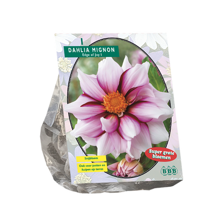 Baltus Dahlia Mignon Edge of joy per 1