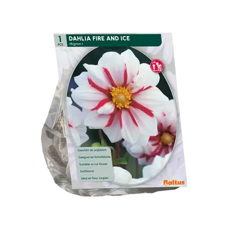 Baltus Dahlia Mignon Fire & Ice per 1
