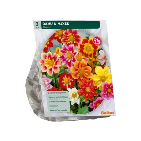 Baltus Dahlia Mignon Mix per 3