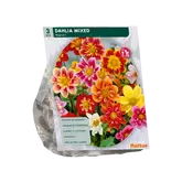 Baltus Dahlia Mignon Mix per 3
