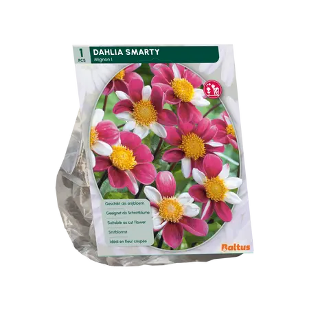 Baltus Dahlia Mignon Smarty per 1