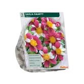 Baltus Dahlia Mignon Smarty per 1