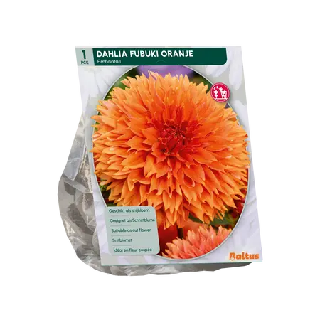 Baltus Dahlia Orange per 1