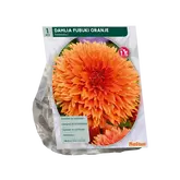 Baltus Dahlia Orange per 1