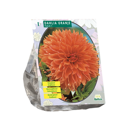 Baltus Dahlia Orange per 1