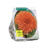 Baltus Dahlia Orange per 1
