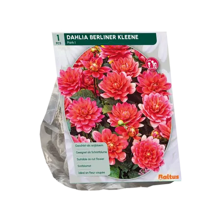 Baltus Dahlia Park Berliner Kleene per 1